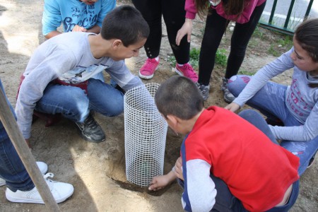 Comemoração do Dia da Árvore -2017